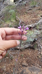 Boechera breweri shastaensis