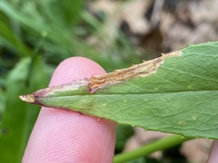 Phytomyza penstemonis