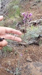 Boechera breweri shastaensis