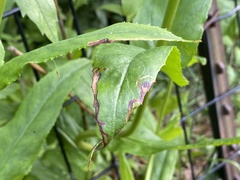 Phytomyza penstemonis