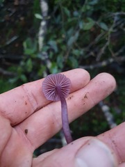 Laccaria masoniae
