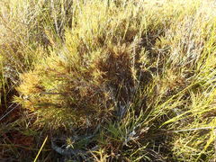 Dracophyllum oliveri