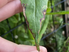 Phytomyza penstemonis