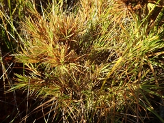 Dracophyllum oliveri