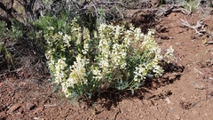 Astragalus curvicarpus