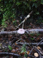 Laccaria masoniae