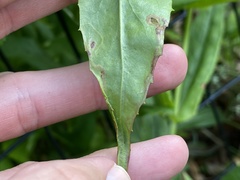 Phytomyza penstemonis