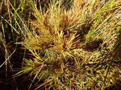 Dracophyllum oliveri