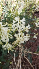 Astragalus curvicarpus