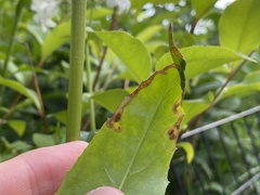 Phytomyza penstemonis