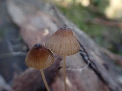 Mycena cystidiosa