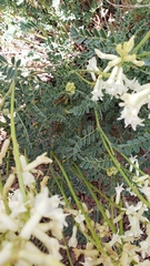 Astragalus curvicarpus