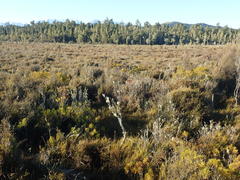 Dracophyllum oliveri