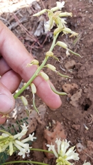 Astragalus curvicarpus