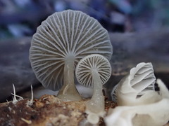 Roridomyces austrororidus