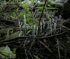 Xylaria cornu-damae