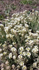 Polyctenium fremontii