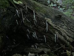 Xylaria cornu-damae
