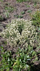 Polyctenium fremontii