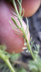 Polyctenium fremontii