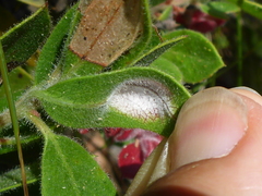 Exobasidium arctostaphyli
