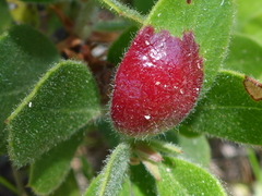 Exobasidium arctostaphyli