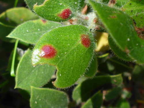 Exobasidium arctostaphyli Harkn.