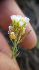 Polyctenium fremontii