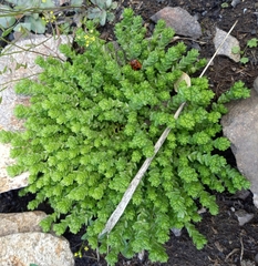 Sedum acre