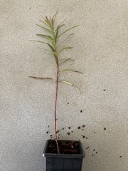 Eucalyptus scoparia