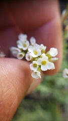 Polyctenium fremontii