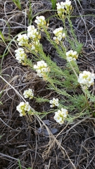 Polyctenium fremontii