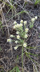 Polyctenium fremontii