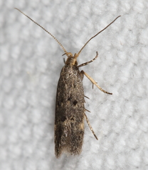 Neodactylota liguritrix