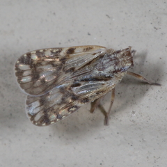 Bothriocera drakei