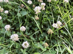 Trifolium repens