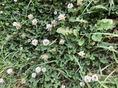 Trifolium repens