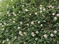 Trifolium repens