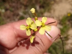 Diplotaxis siifolia vicentina
