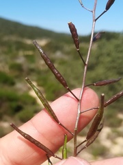 Diplotaxis siifolia vicentina