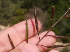 Diplotaxis siifolia vicentina