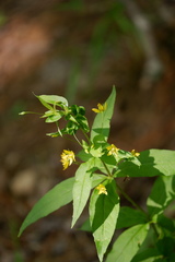 Dasineura lysimachiae