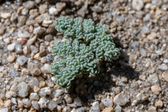 Oreonana clementis