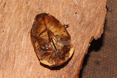 Coleotichus artensis