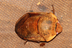 Coleotichus artensis