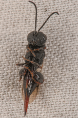 Phasgonophora sulcata