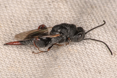 Phasgonophora sulcata