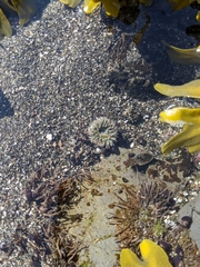 Anthopleura xanthogrammica