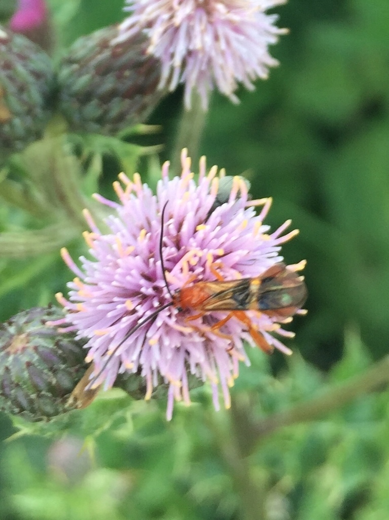 Braconid wasp