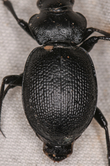 Calosoma luxatum